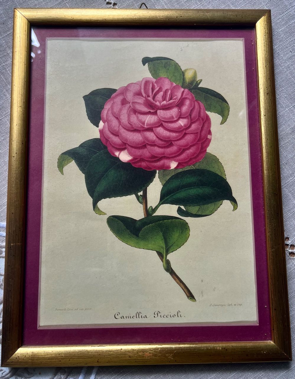 fa728 Camellia print, French vintage