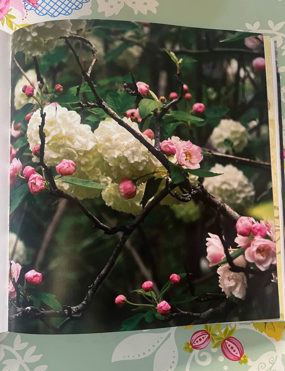 Velvet Pears by Susan southam (shop display book) Great condition