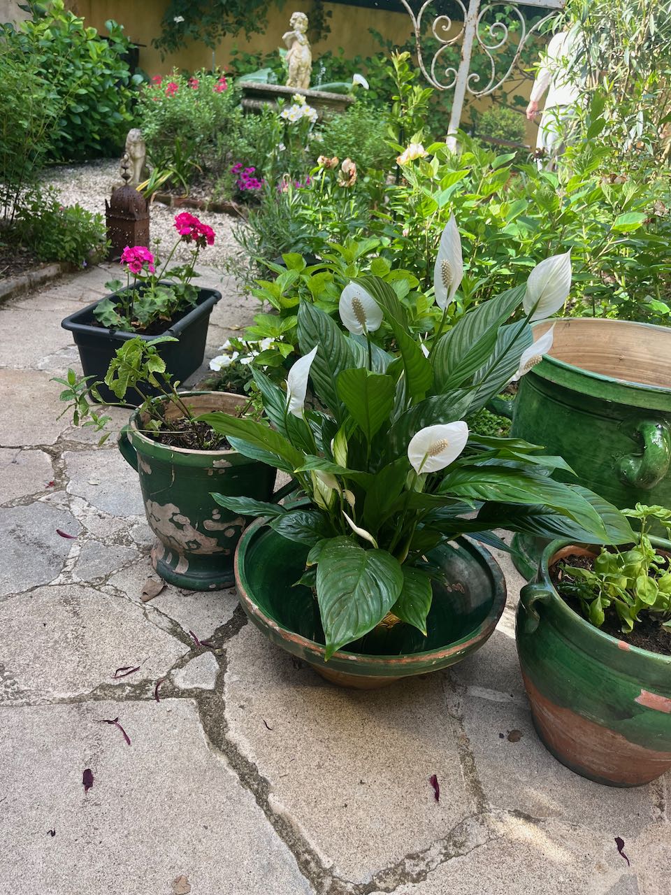 fa551 Large green French antique dough bowl