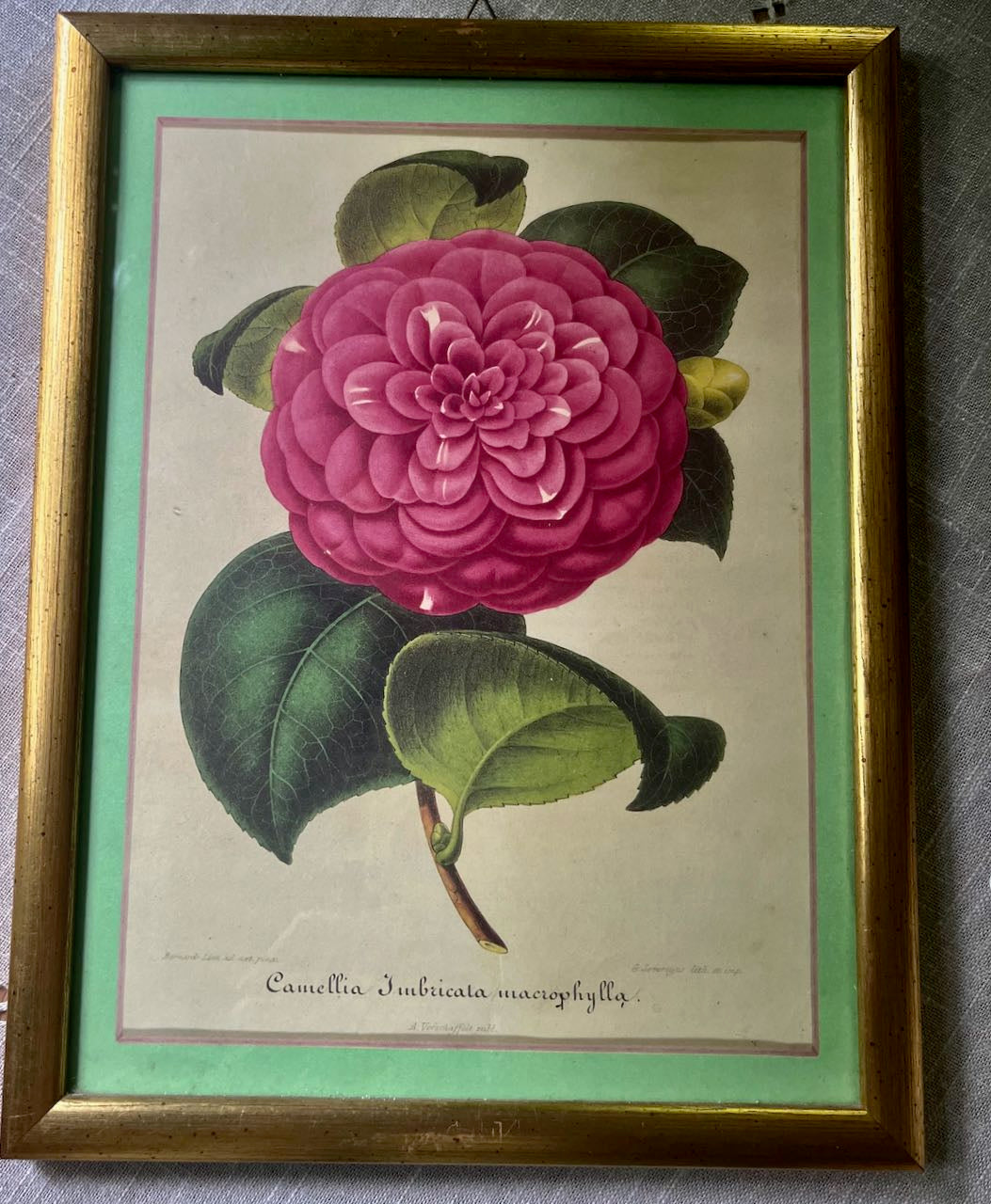 fa728 Camellia print, French vintage